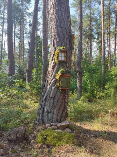 a tree with a bird house on it at domki przy lipowej 14 in Łuka