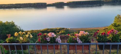 un ramo de flores en un balcón con vistas a un lago en Къща за гости Ненийски, en Lom