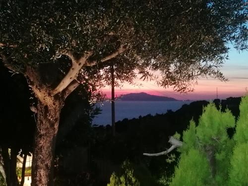 a tree with the sunset in the background at La Casa di Pitti in Anacapri