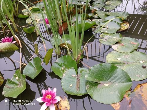 a bunch of lily pads in a pond with pink flowers at Ośrodek Wczasowy "Wczasy pod gruszą" in Biecz