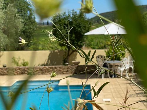 - une vue sur la piscine avec une table et un parasol dans l'établissement Mas Buissas, à Cornillon