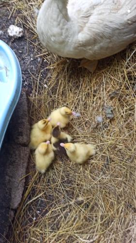 a group of baby ducks standing next to a swan at Green House in Rijeka