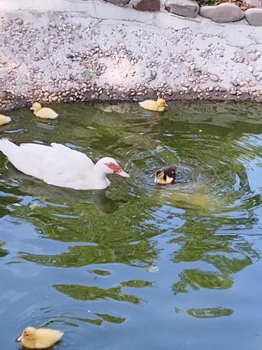 a duck and a dog swimming in the water at Green House in Rijeka