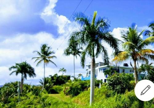 a house on a hill with palm trees at Swim & Paint Art Retreat in Las Piedras