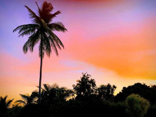 a palm tree in front of a sunset at Swim & Paint Art Retreat in Las Piedras
