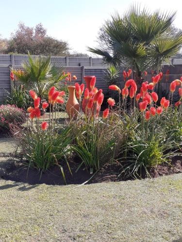 a bunch of red flowers in a garden at Rustic red in Benoni