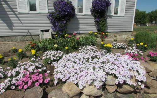 a garden of flowers in front of a house at NEWCASTLE COUNTRY INN in Drumheller
