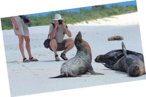 a person taking a picture of some seals on the beach at Hotel La Isla in Puerto Ayora