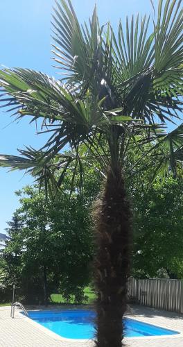 a palm tree next to a swimming pool at Zöldház Panzió in Gyenesdiás