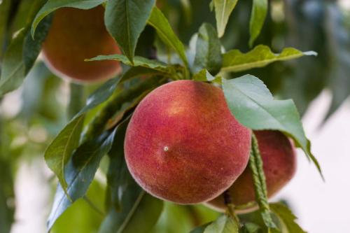 a group of apples hanging from a tree at Ve & Ki in Podstrana
