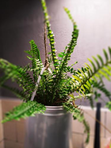 a plant in a metal pot on a table at Hostel Boutique 55 in San Cristóbal de Las Casas