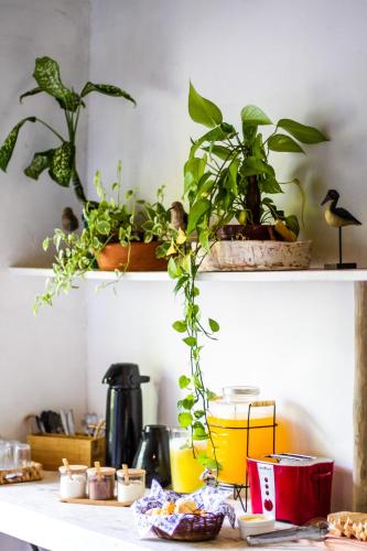 a kitchen counter with two shelves with potted plants at Beco do Pescador in Caraíva