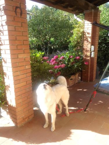 a white dog on a leash standing on a patio at Da Ronald ... A Pian Del Papa in Pratovecchio