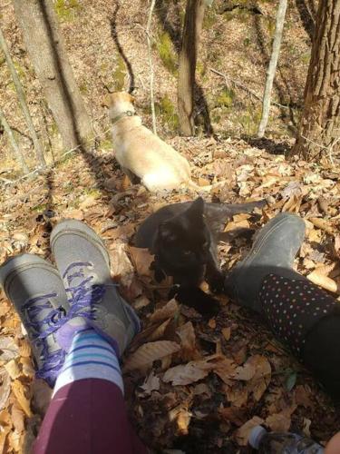 a person in shoes and a black cat and a dog at Red River Gorge Creekside, New*Spacious *2 baths! in Stanton