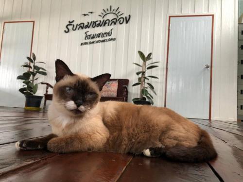 a cat laying on the floor in a room at Rub Lom Chom Klong Homestay in Chumphon