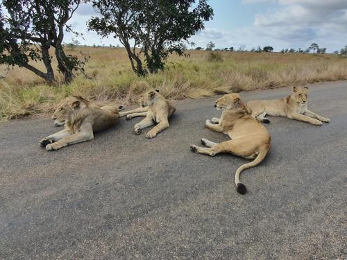 a group of lions laying on the road at Masorini Bush Lodge & Safari Tents in Phalaborwa