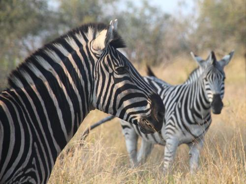 two zebras walking in a field of tall grass at Masorini Bush Lodge & Safari Tents in Phalaborwa