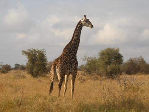 a giraffe standing in the middle of a field at Masorini Bush Lodge & Safari Tents in Phalaborwa