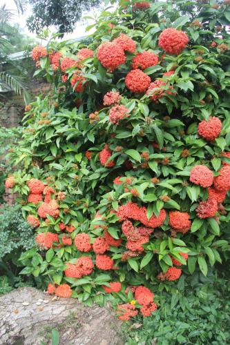 a bush with red flowers in a garden at Le Residence de Josephine in Kloof