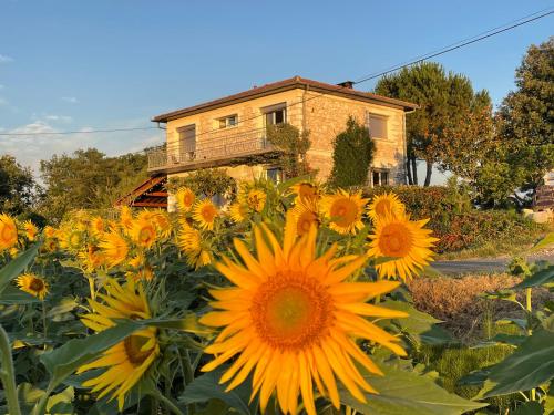 un campo de girasoles frente a una casa en Chambre leo, en Xaintrailles