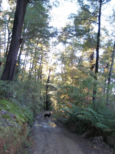 a dog walking down a dirt road in a forest at Hopewell Lodge in Kenepuru Sounds