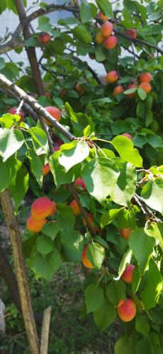 a bunch of fruit on a tree with leaves at Irina in Soko Banja