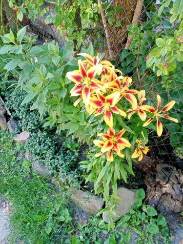 a plant with yellow and red flowers in a garden at Family Apartments Dorobok in Lviv