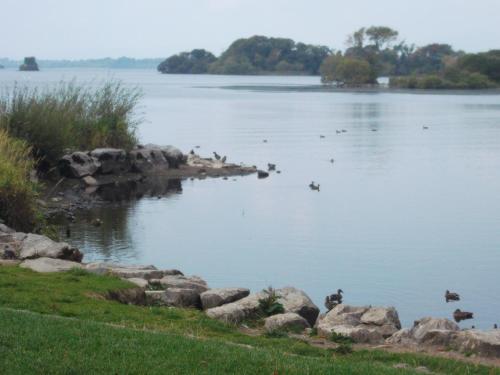 a lake with a bunch of birds in the water at No 20 Killarney Holiday Village in Killarney