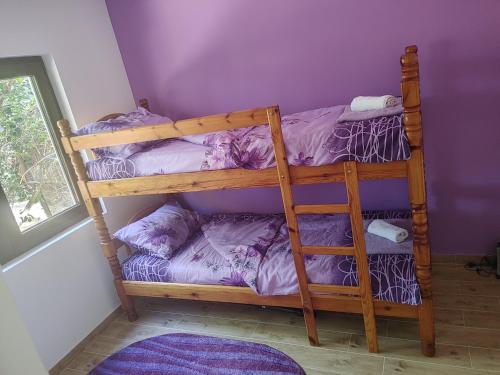 a bunk bed in a room with a purple wall at Vila Bella Mia in Timotijevići