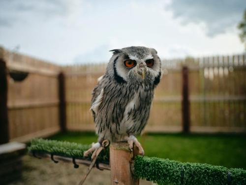an owl sitting on top of a wooden post at Lyrath Estate in Kilkenny