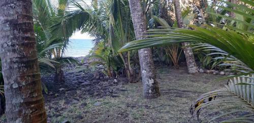 a forest of palm trees with the ocean in the background at Ti case bord de mer in Saint-Benoît