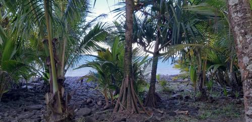 a group of palm trees on a rocky beach at Ti case bord de mer in Saint-Benoît