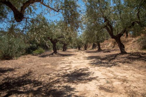 a dirt road in the middle of a forest of trees at Little country hut 'Mikri Eleni' in Akrogiali