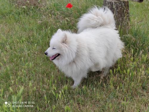 a white dog standing in a field of grass at Rêves & Rivière in Rivière