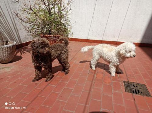 three dogs are standing on a brick floor at Shvili in Buenos Aires