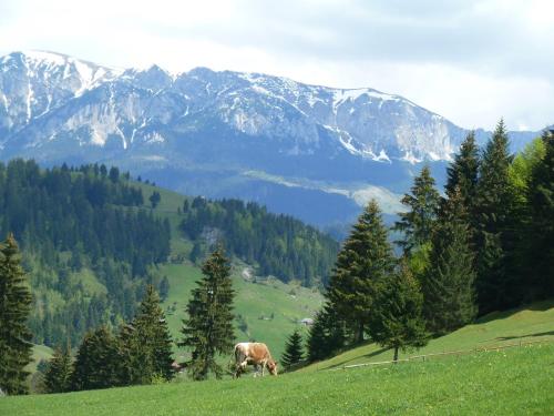a cow grazing on a hill with mountains in the background at Ranger Chalet in Moieciu de Sus