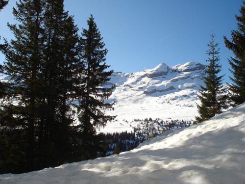 une montagne enneigée avec des arbres au premier plan dans l'établissement Studio Sud Confort avec Terrasse à Flaine - FR-1-425-192, à Arâches-la-Frasse