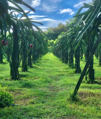 a row of palm trees in a field at VILLA ROUCHELE KIKAY Resthouse Vacation HOME in San Ildefonso