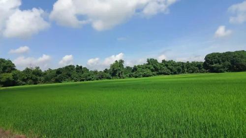 an open field of green grass with trees in the background at VILLA ROUCHELE KIKAY Resthouse Vacation HOME in San Ildefonso