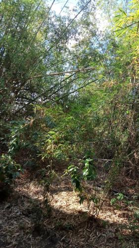 a forest filled with lots of trees and bushes at VILLA ROUCHELE KIKAY Resthouse Vacation HOME in San Ildefonso