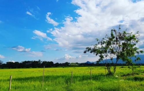 a tree in the middle of a green field at VILLA ROUCHELE KIKAY Resthouse Vacation HOME in San Ildefonso