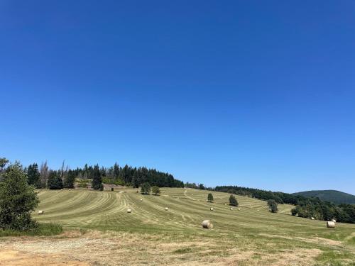 a large field with sheep grazing on a hill at Apartmán V Krátké in Stein Schönau