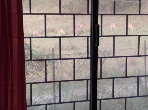 Φωτογραφία από το άλμπουμ του Jungle Homestay near Bandipur Mudumalai Masinagudi σε Mudumalai