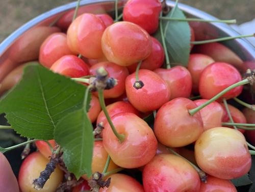 Φωτογραφία από το άλμπουμ του Il giardino incantato σε Barrea