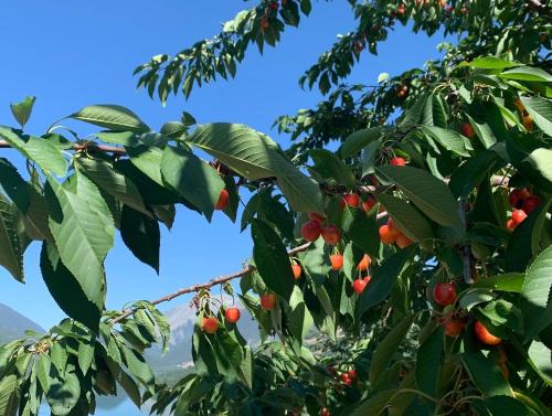 Κήπος έξω από το Il giardino incantato