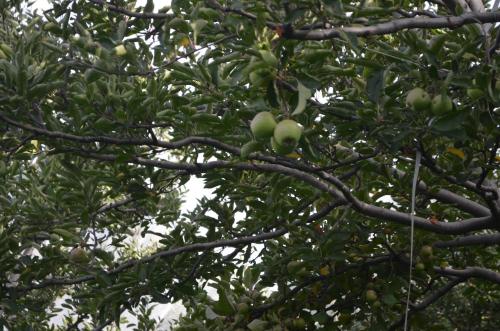 a bunch of green apples hanging from a tree at Hari Om Paradise in Kūfrī