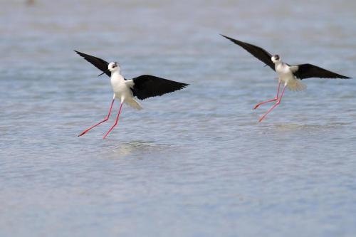 a couple of birds flying over the water at Isola della Cona - Riserva naturale Foce dell'Isonzo in Staranzano