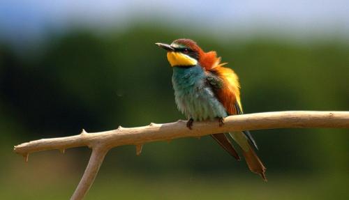 a colorful bird sitting on a tree branch at Isola della Cona - Riserva naturale Foce dell'Isonzo in Staranzano