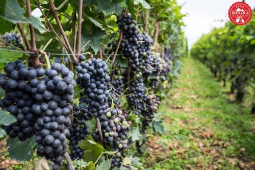 a bunch of black grapes hanging in a vineyard at Hotel Valpolicella International in San Pietro in Cariano