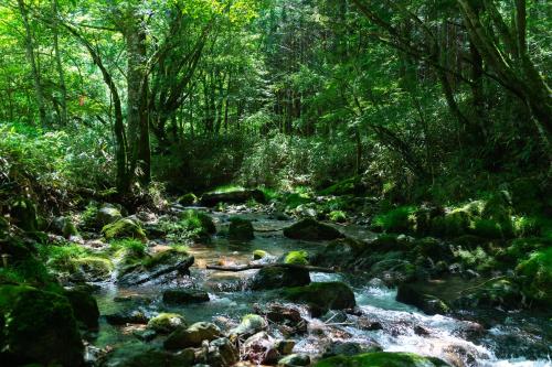 深山山荘 DENCHI في Uchiko: تيار ماء في غابة به صخور وأشجار